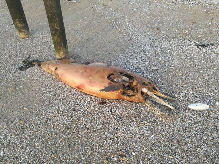 dauphin 10 charente début mars 19 BeneFik10 twitter account